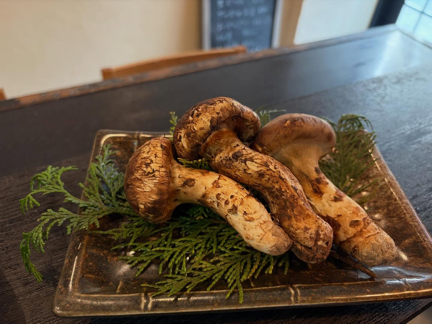 本日のおすすめ