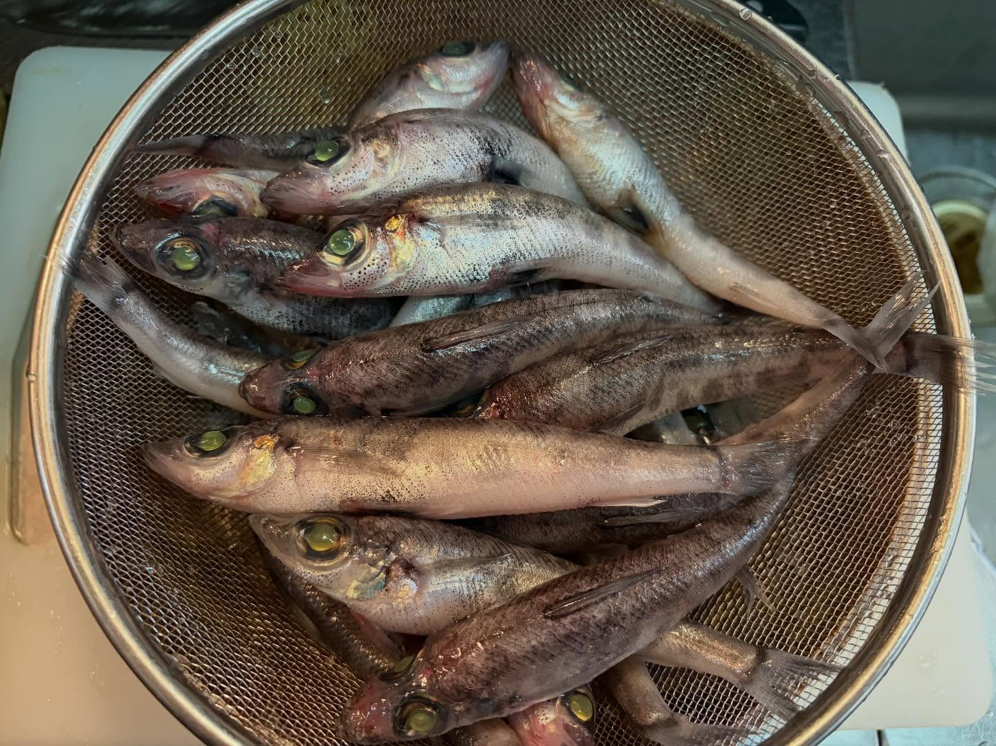 本日のおすすめ