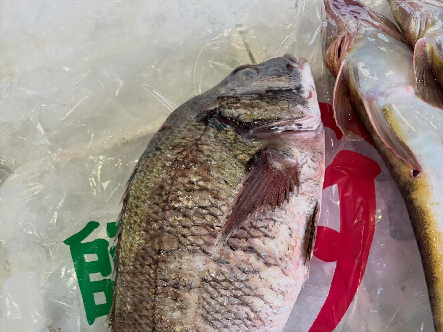 本日のおすすめ