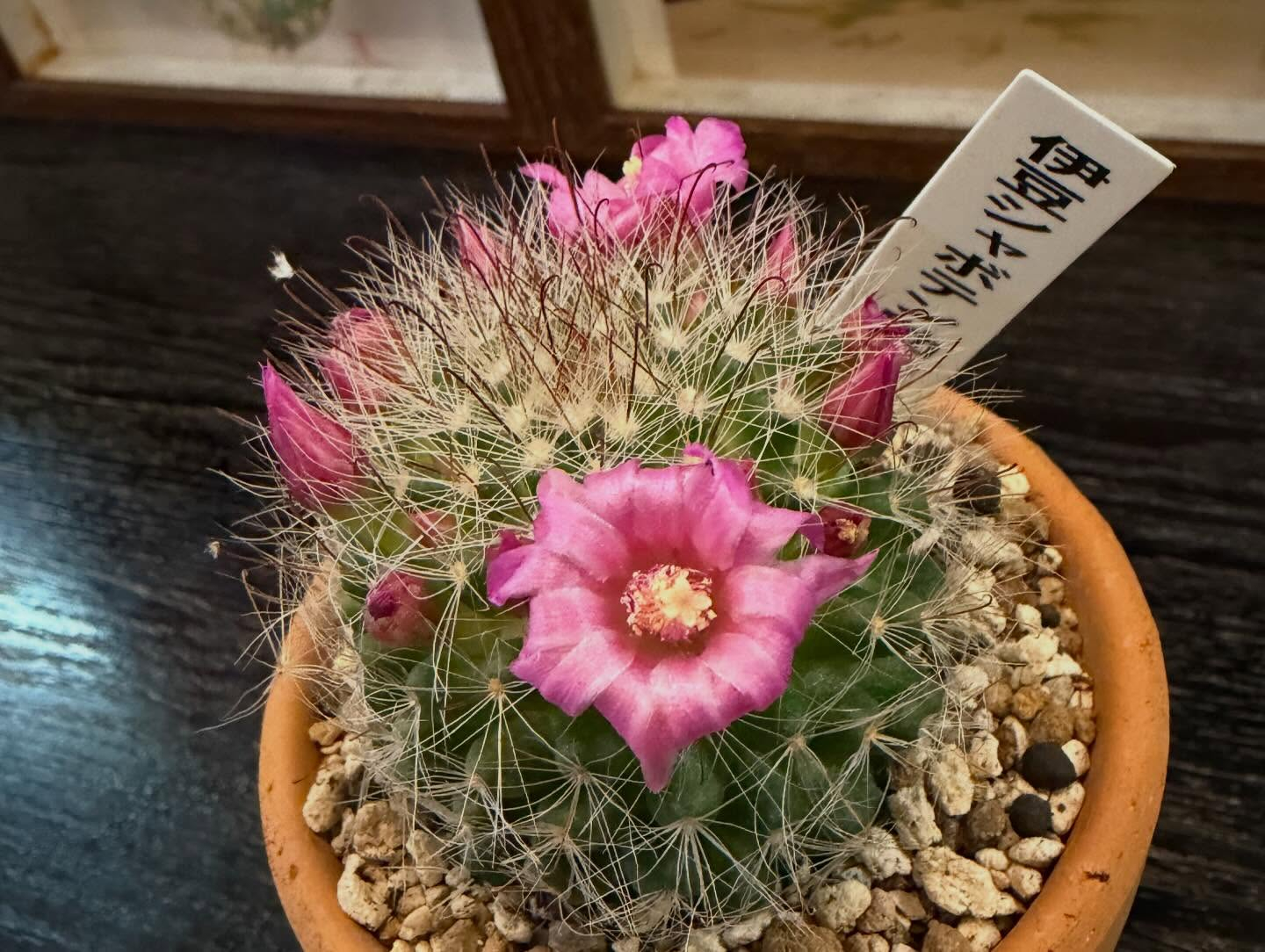 本日のおすすめ